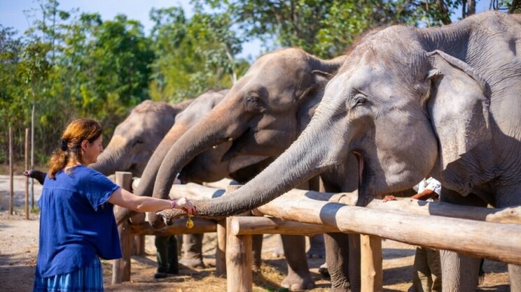 The Bush Camp Chiang Mai By Elephant Hills